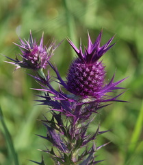 Eryngium leavenworthii