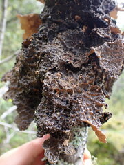 Lobaria anomala