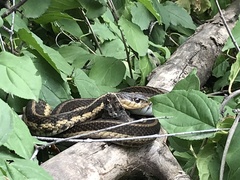 Thamnophis sirtalis semifasciatus