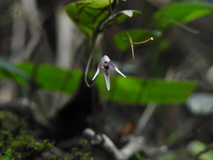 Pleurothallis odobeniceps