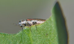 Agrilus rubrovittatus