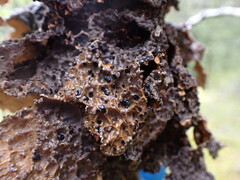 Lobaria anomala