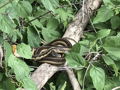 Thamnophis sirtalis semifasciatus