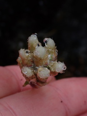 Antennaria howellii