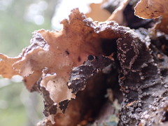 Lobaria anomala