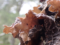 Lobaria anomala