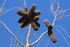 Allocasuarina decaisneana