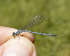 Ischnura perparva