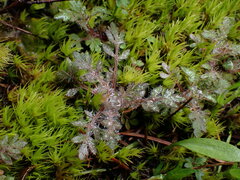 Collomia heterophylla