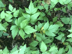 Xanthorhiza simplicissima