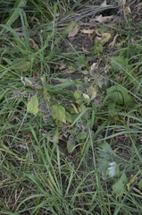Arctium tomentosum