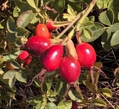 Rosa rubiginosa