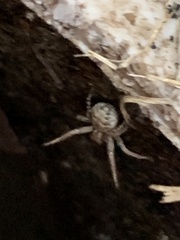 Thomisidae
