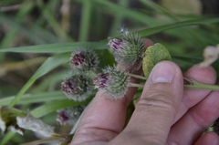 Arctium tomentosum