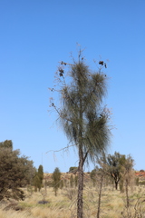 Allocasuarina decaisneana