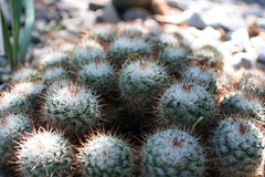 Mammillaria bombycina