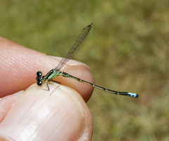 Ischnura perparva