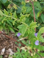 Scutellaria galericulata