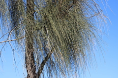 Allocasuarina decaisneana