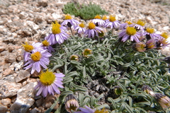Erigeron pygmaeus