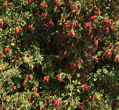 Rosa rubiginosa