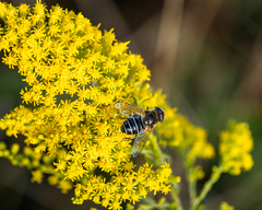 Eristalis nemorum