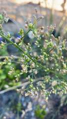 Erigeron canadensis
