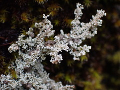 Stereocaulon