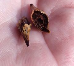 Amphibolips