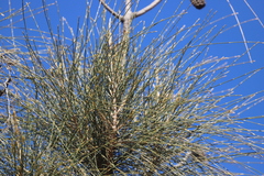 Allocasuarina decaisneana