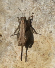 Paratettix mexicanus