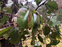 Eucalyptus moluccana