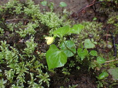 Viola glabella