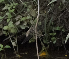 Boyeria vinosa