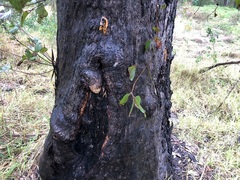 Eucalyptus moluccana