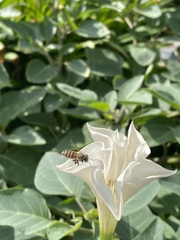 Apis cerana japonica