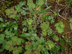 Thalictrum occidentale
