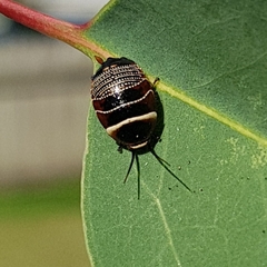 Ellipsidion