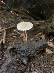 Coprinellus ephemerus