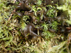 Scytinium palmatum