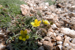 Potentilla pseudosericea