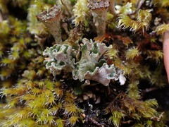 Cladonia