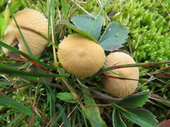 Cystoderma amianthinum