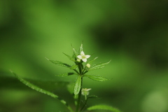 Galium spurium