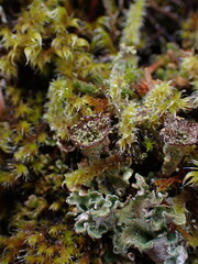 Cladonia