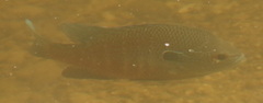 Lepomis megalotis