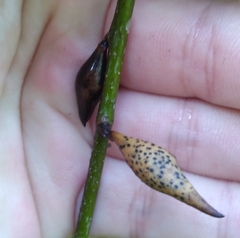 Amphibolips