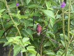 Microchera albocoronata