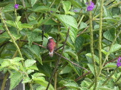 Microchera albocoronata