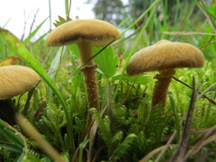 Cystoderma amianthinum